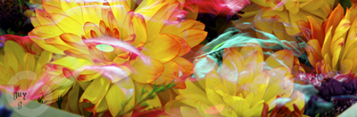 Floralicious art: by guy g