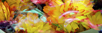 Floralicious art: by guy g